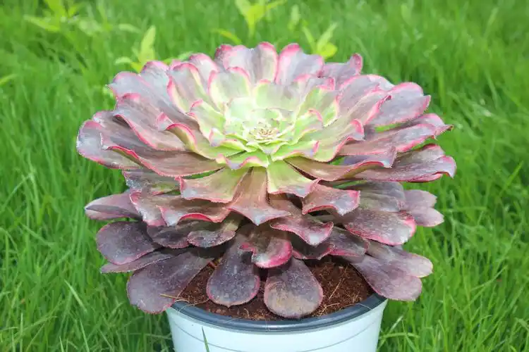 水墨画稀有新品法师多肉植物老桩缀化云南基地多肉植物