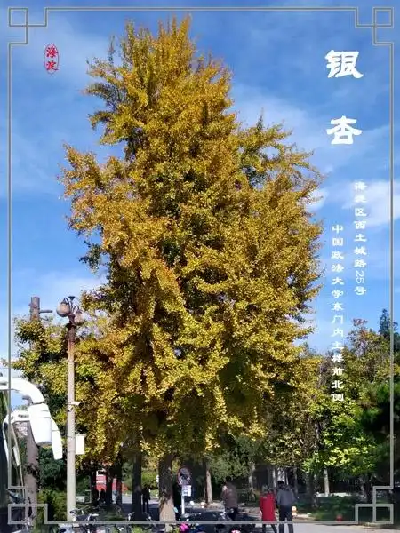 大王花园代代树政法大学古松柏