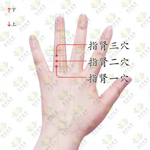 调心气,滋肾阴,调理背痛口干-指肾穴