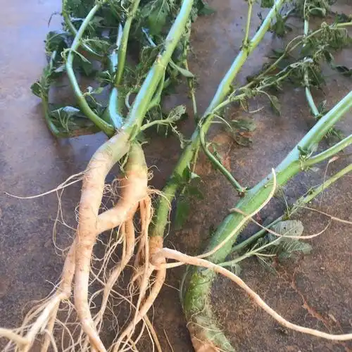 有仁堂正宗白梗白根白刺苋 新鲜白刺苋 野生青刺