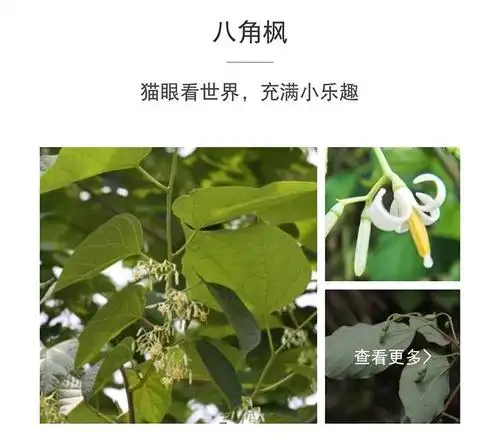 八角枫别名白金条,白龙须,八角王,八角梧桐,八角将军,割舌罗,五角枫