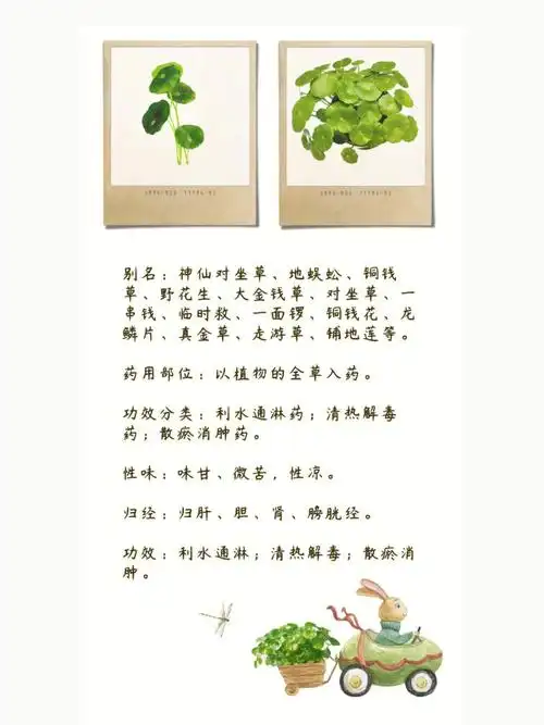 "  —— 金钱草金钱草又名大金钱草,地蜈蚣,铜钱草,对座草,一串钱