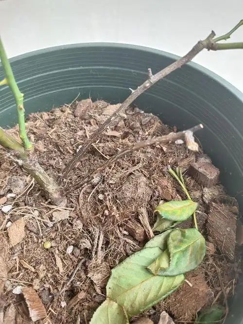 月季似乎闷根了0101