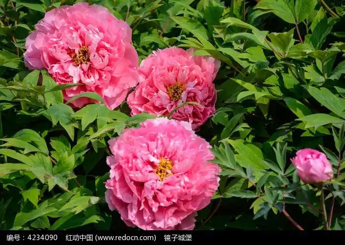 胭脂红三朵牡丹大花