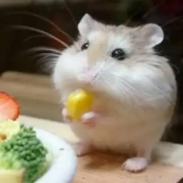 仓鼠团子小宠可爱个性头像幸福是你眼睛笑起来的美丽