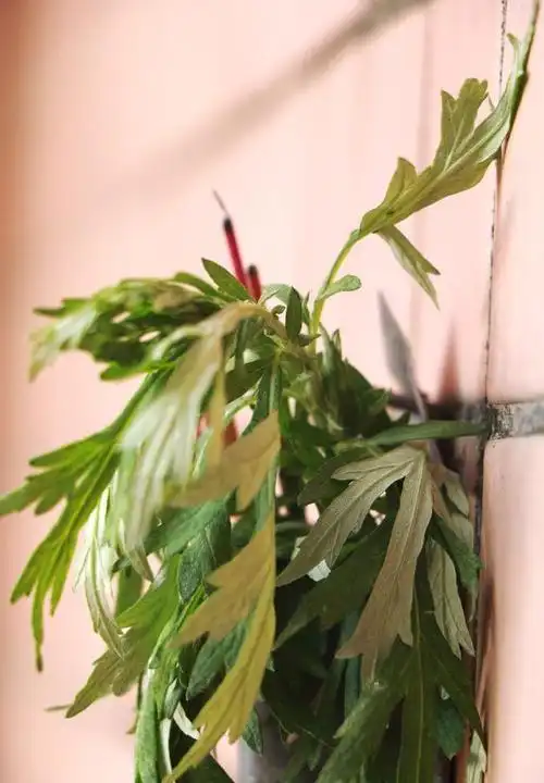 端午节挂艾草"2不挂4讲究",挂艾草要挂在什么地方?答案来了