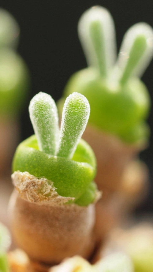 可爱的多肉植物h5背景