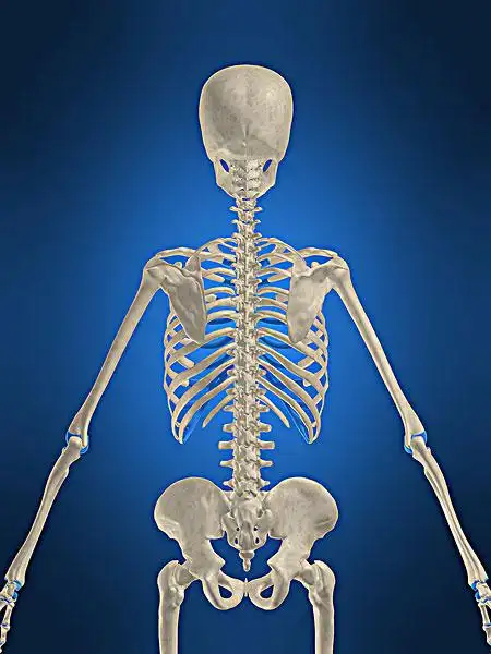 人体骨骼图片_图片大全