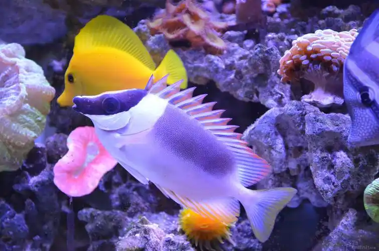 出骑士七彩狐狸大帆巴黎天使 - 北京海鱼之家 - cmf海友论坛