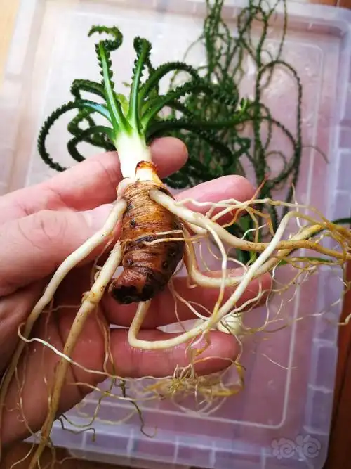 宽叶细叶龙鞭芋榕