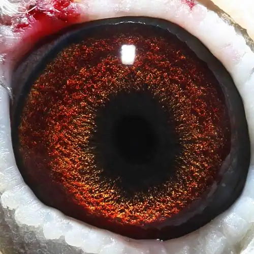 超级西翁雌 保证金级 拍卖