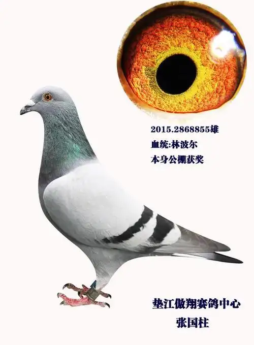 林波尔_重庆市垫江天翔鸽业_ ag188.com爱鸽商城_中国信鸽信息网