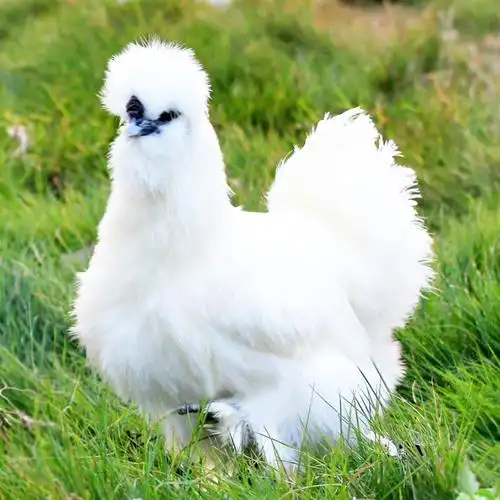 买1送1 正宗乌鸡农家散养土鸡 新鲜现杀乌骨鸡肉正宗走地鸡母鸡