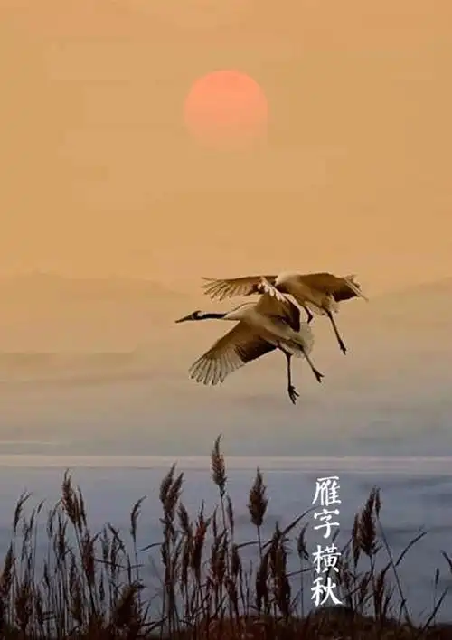 【中国节气:秋分】金风送爽,雁字横秋.草木染黄,凉蟾光满.