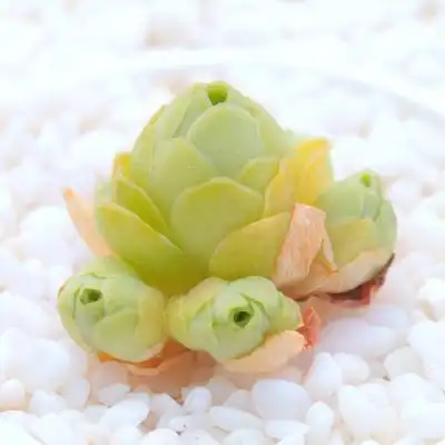 翡翠球山地玫瑰 桩 多肉植物组合办公防辐射新手盆栽萌肉绿植多肉