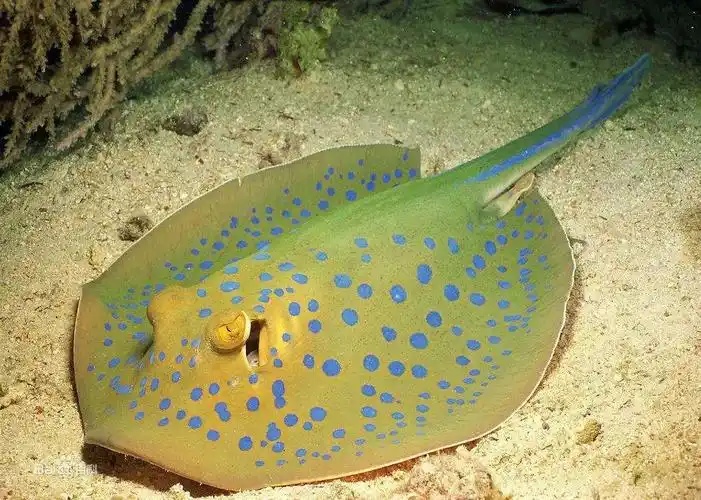 发电器最主要的枢纽,是器官的神经部分,电鳐能随意放电,放电时间和