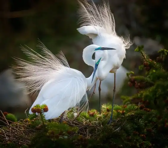 摄影:li qing ▽          《白鹭》