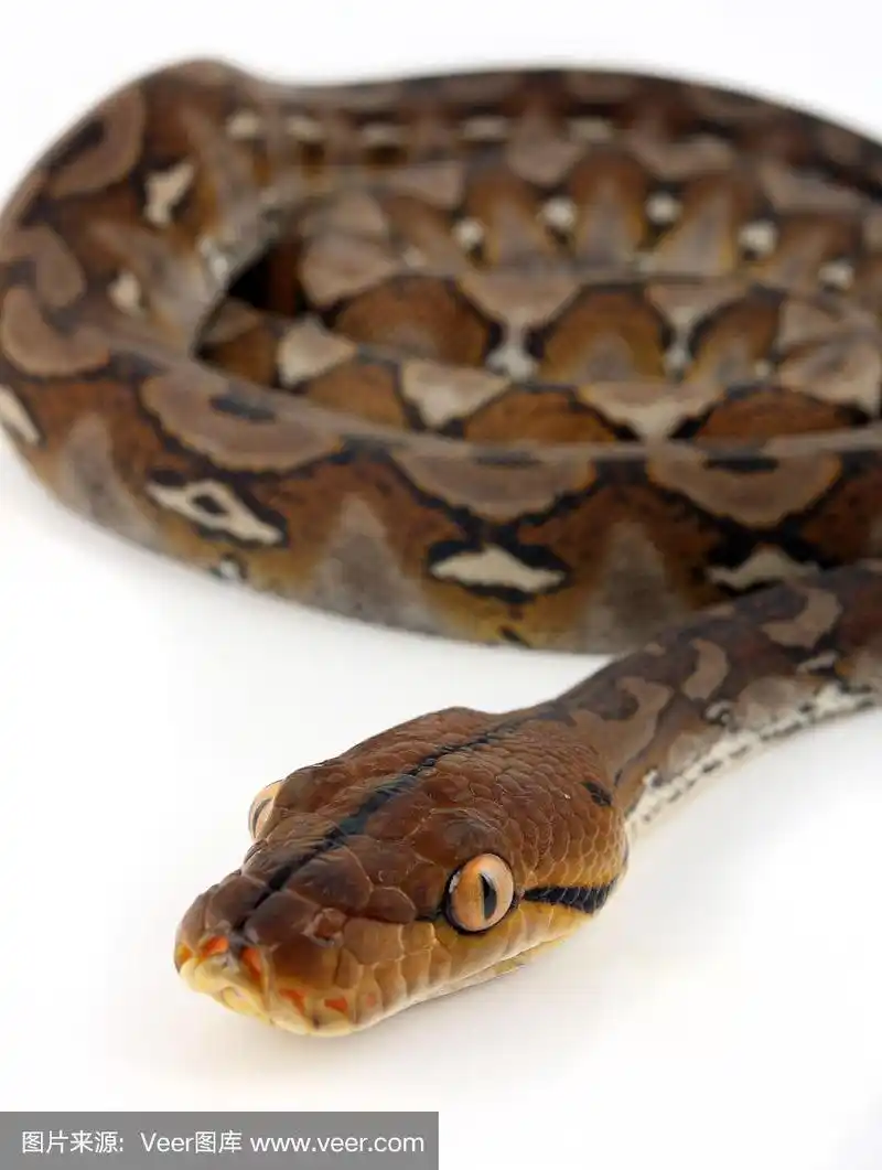 短尾婆罗洲蟒,头部和线圈