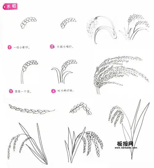 水稻简笔画步骤图 水稻怎么画