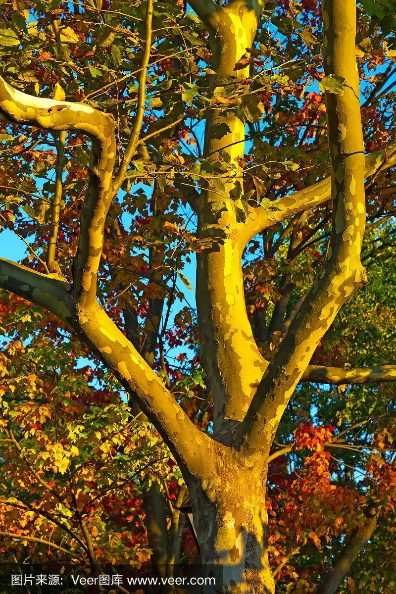 近距离照片的梧桐树树干.