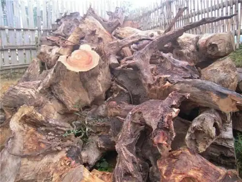 至尊土沉香樟木根 千年不腐 香味纯正浓郁 树根的才是最好的哦