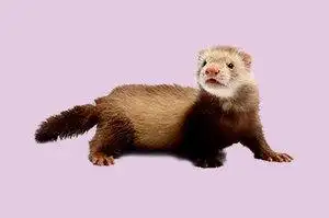 安格鲁宠物雪貂活体幼崽宿舍懒人网红宠物焦糖色