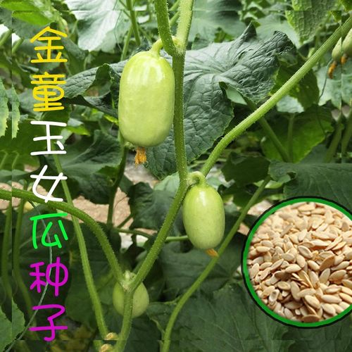 金童玉女拇指黄瓜种子迷你水果黄瓜籽四季播种阳台盆栽蔬菜种孑