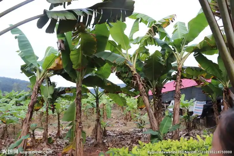 香蕉树图片