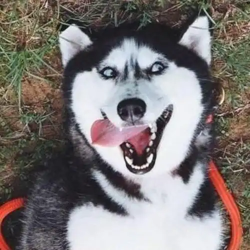 原创又蠢又萌又会作的哈士奇这些表情包够你笑一辈子了