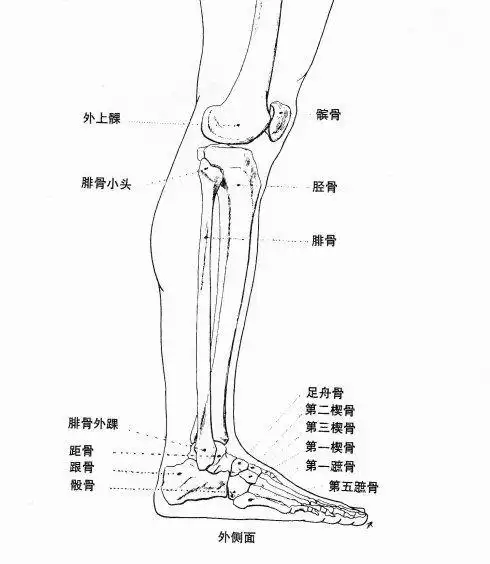 人脚骨图片小孩脚骨图片x光片 (第1页)人脚骨骨骼结构图