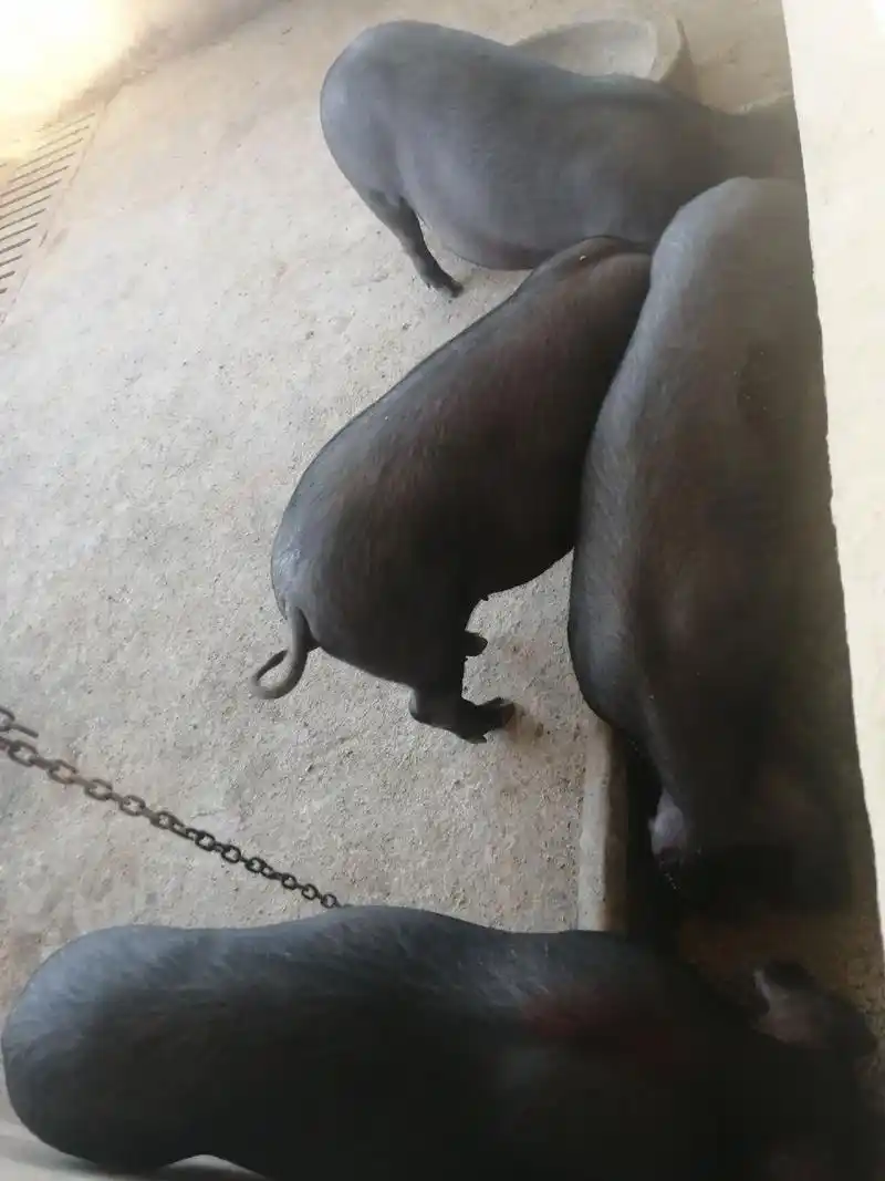 售二花脸太湖二代母猪,父本黑金刚.二代母猪,全黑,18个扎头 - 抖音