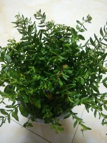 麻烦请教满天星周六下午原土不动的换到另一个盆里边,可今天叶子就有