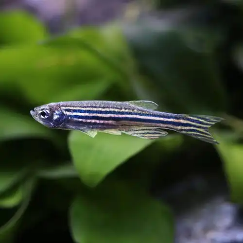 小型热带鱼观赏鱼红绿灯科鱼群游红蓝荧光斑马鱼冷水鱼练手活体鱼