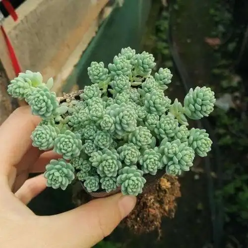 六种带有香味的多肉,不同的品种不同的香味,赶紧入手吧