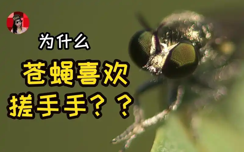 为什么苍蝇休息的时候,喜欢一直搓搓手?它们比人还爱干净!
