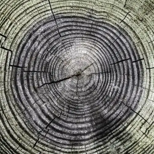 年轮 树木图片