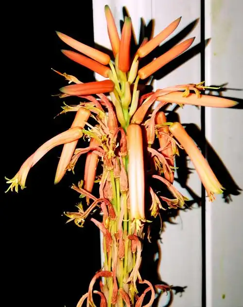 难得一见的芦荟开花啦.芦荟开花很少见到. 芦荟开花象征着好运到来.