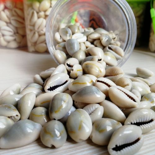 好品质一斤 天然金边币小贝壳海螺 配饰材料宝螺 手工材料1-3厘米