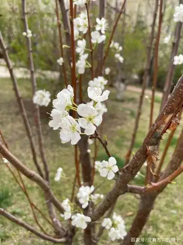 长春春天的景色真是太美了
