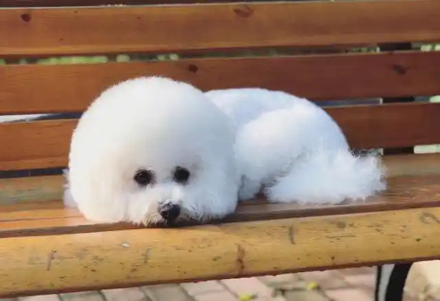 比熊犬的寿命有多少年