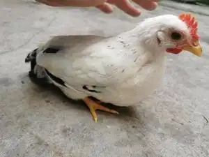 出一只泰国白桂矮脚鸡公鸡,三个月,中山市内可顺风车,可自提.