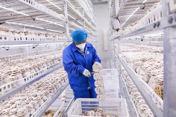 9月9日,工人在白参科创园采收白参菌.闵建华摄