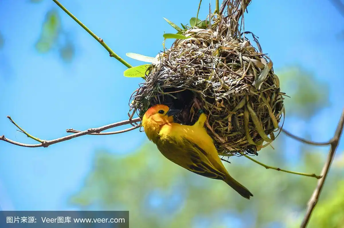 织布鸟筑巢
