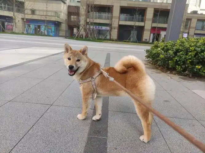 问下这看得出来是串串柴犬吗