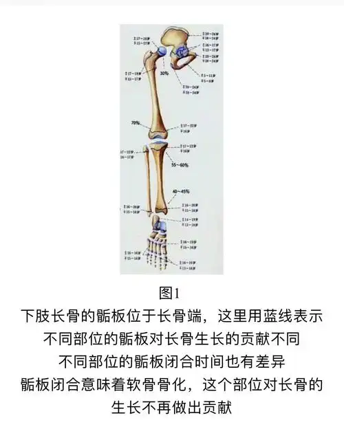 什么是骺板骨桥转载