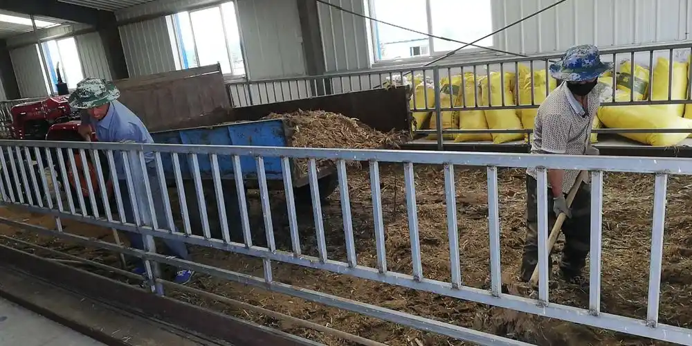 6月16日,种羊场工作人员及防疫员开始打扫羊舍,清理羊粪,为湖羊营造一