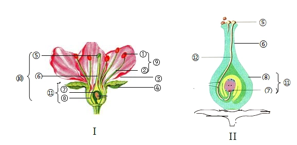图i是花的基本结构示意图,图ii是雌蕊的结构示意图,据图回答有关
