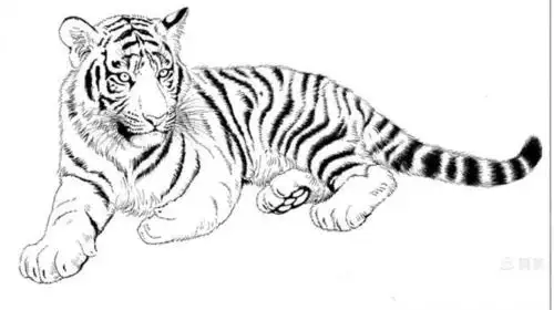 白描《老虎》手稿