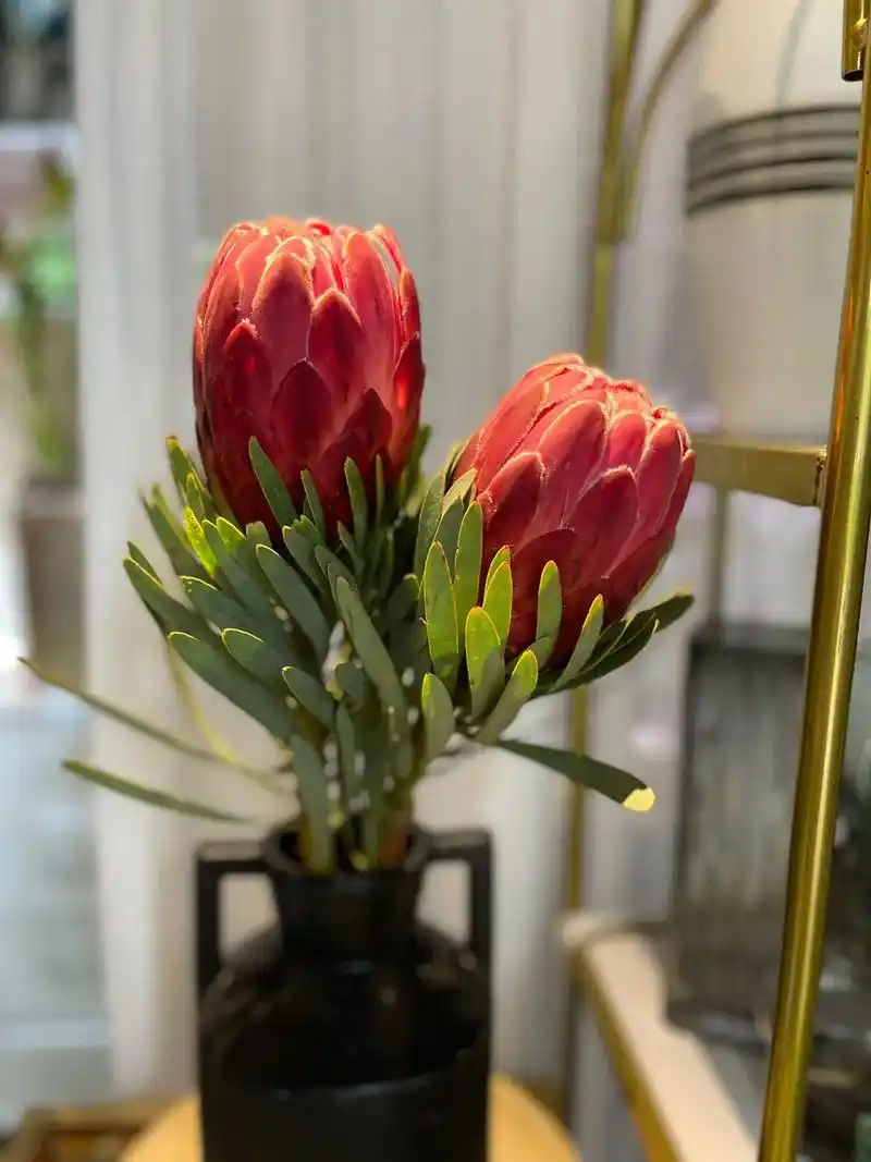 今天买的:南非公主帝王花—— 帝王花的花语是:胜利,圆满,富 - 抖音