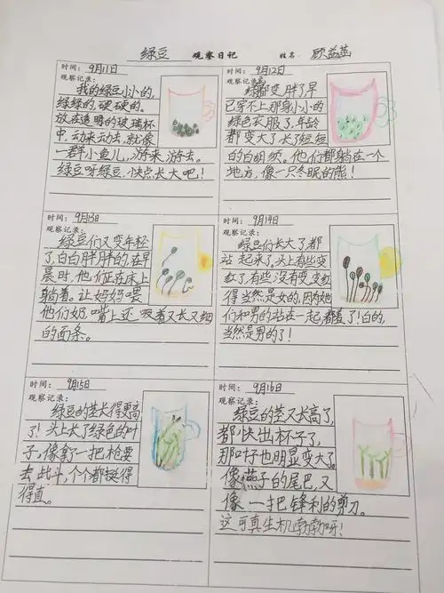 【观察日记】小豆芽成长记(副本)